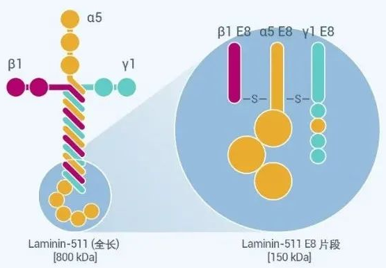ֻiPSϸiMatrix-511 Laminin (ճ)E8!